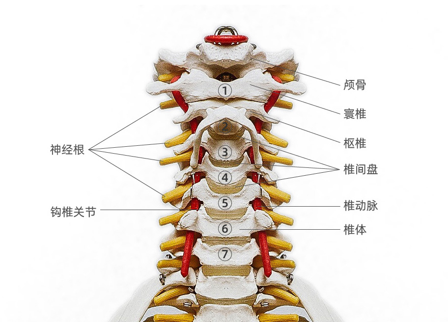 课程回顾 | 颈背疼痛的整体解决方案实战课(图1)