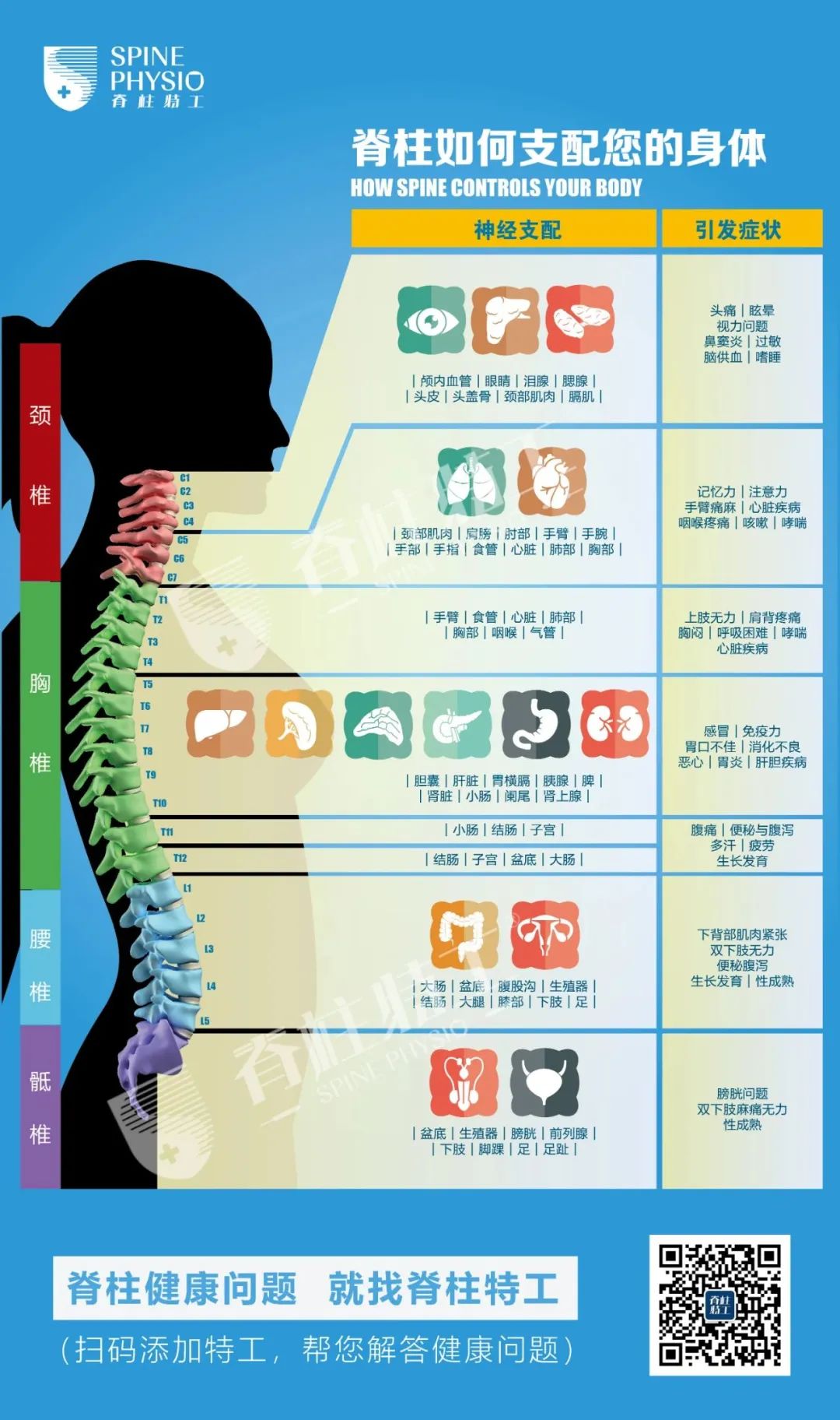 10.16“世界脊柱日”一图看懂脊柱如何支配你的身体(图1)